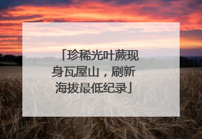 珍稀光叶蕨现身瓦屋山，刷新海拔最低纪录