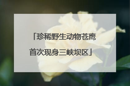 珍稀野生动物苍鹰首次现身三峡坝区