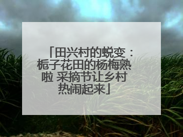 田兴村的蜕变：栀子花田的杨梅熟啦 采摘节让乡村热闹起来