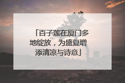 百子莲在厦门多地绽放，为盛夏增添清凉与诗意