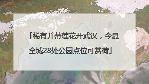 稀有并蒂莲花开武汉，今夏全城28处公园点位可赏荷
