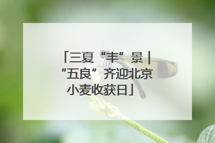 三夏“丰”景｜“五良”齐迎北京小麦收获日