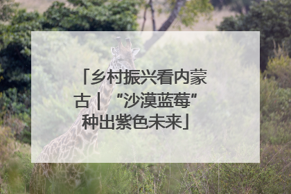 乡村振兴看内蒙古｜“沙漠蓝莓”种出紫色未来