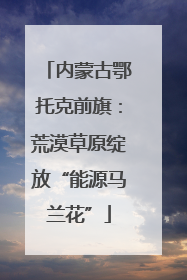 内蒙古鄂托克前旗：荒漠草原绽放“能源马兰花”