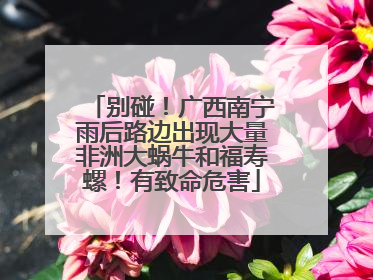 别碰！广西南宁雨后路边出现大量非洲大蜗牛和福寿螺！有致命危害