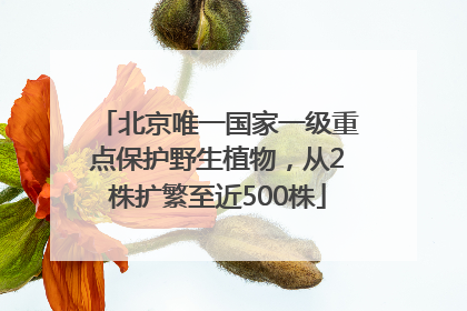 北京唯一国家一级重点保护野生植物，从2株扩繁至近500株