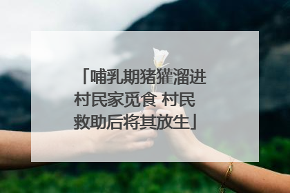 哺乳期猪獾溜进村民家觅食 村民救助后将其放生