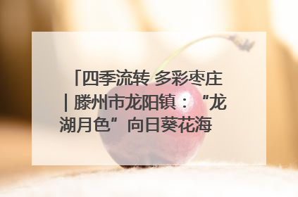 四季流转 多彩枣庄｜滕州市龙阳镇：“龙湖月色”向日葵花海 绘就乡村振兴新画卷