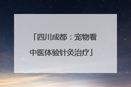 四川成都：宠物看中医体验针灸治疗