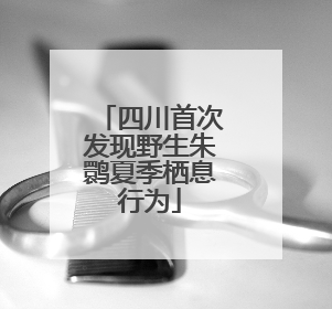 四川首次发现野生朱鹮夏季栖息行为