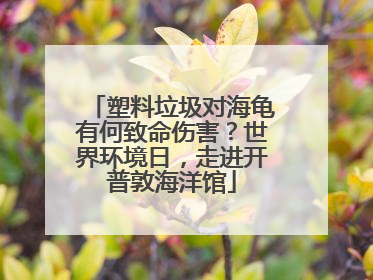 塑料垃圾对海龟有何致命伤害？世界环境日，走进开普敦海洋馆
