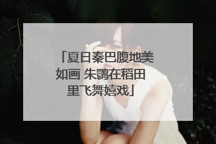 夏日秦巴腹地美如画 朱鹮在稻田里飞舞嬉戏