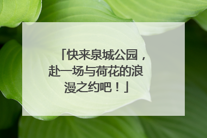 快来泉城公园，赴一场与荷花的浪漫之约吧！