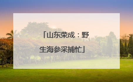 山东荣成：野生海参采捕忙