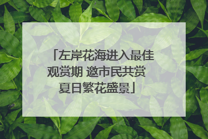 左岸花海进入最佳观赏期 邀市民共赏夏日繁花盛景