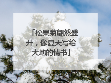 松果菊翩然盛开，像夏天写给大地的情书