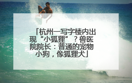 杭州一写字楼内出现“小狐狸”？兽医院院长：普通的宠物小狗，像狐狸犬
