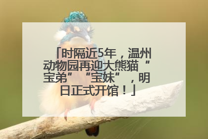 时隔近5年，温州动物园再迎大熊猫“宝弟”“宝妹”，明日正式开馆！