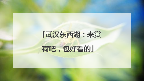 武汉东西湖：来赏荷吧，包好看的