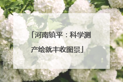 河南镇平：科学测产绘就丰收图景