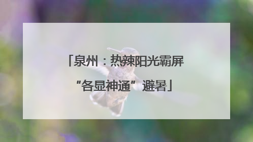 泉州：热辣阳光霸屏 “各显神通”避暑
