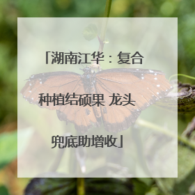湖南江华：复合种植结硕果 龙头兜底助增收