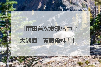 莆田首次发现鸟中“大熊猫”黄腹角雉！