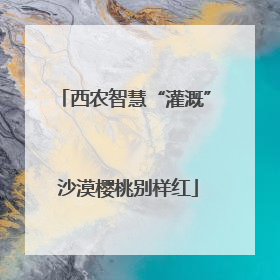 西农智慧“灌溉” 沙漠樱桃别样红