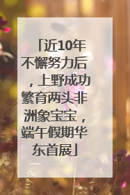 近10年不懈努力后，上野成功繁育两头非洲象宝宝，端午假期华东首展