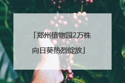 郑州植物园2万株向日葵热烈绽放