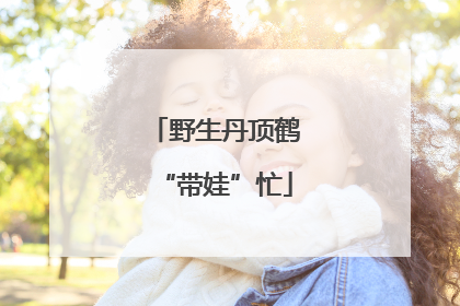 野生丹顶鹤“带娃”忙