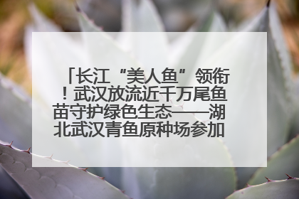 长江“美人鱼”领衔！武汉放流近千万尾鱼苗守护绿色生态——湖北武汉青鱼原种场参加2025年“全国放鱼日”增殖放流活动
