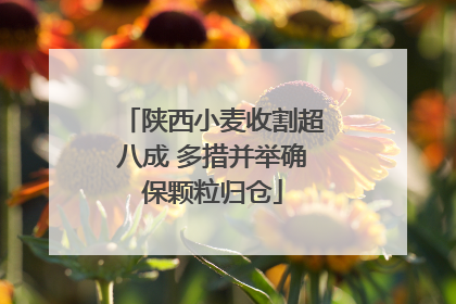 陕西小麦收割超八成 多措并举确保颗粒归仓