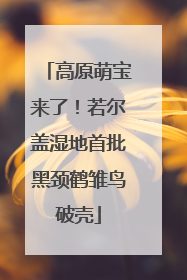 高原萌宝来了！若尔盖湿地首批黑颈鹤雏鸟破壳