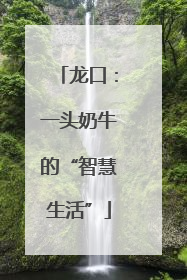 龙口：一头奶牛的“智慧生活”