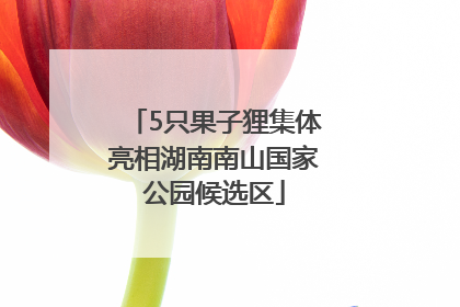 5只果子狸集体亮相湖南南山国家公园候选区